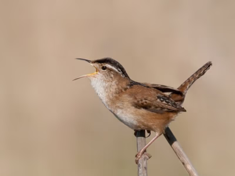Moose Jaw Private Tour - Marsh Wren - May Haga
