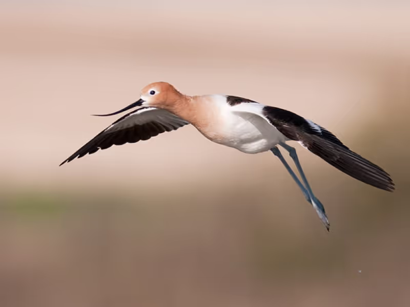 Moose Jaw Private Tour - American Avocet - May Haga