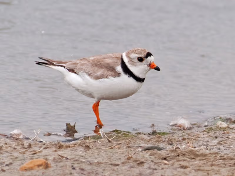 Moose Jaw Private Tour - Piping Plover - May Haga