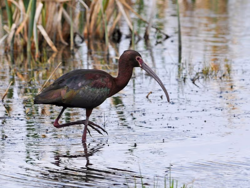 Moose Jaw Private Tour - White-faced Ibis - M Haga