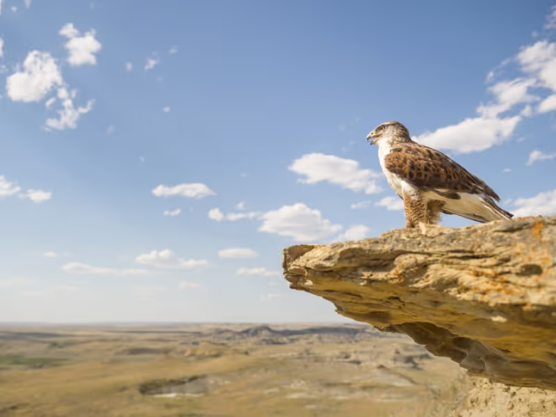 Saskatchewan Private Tour - Ferruginous Hawk