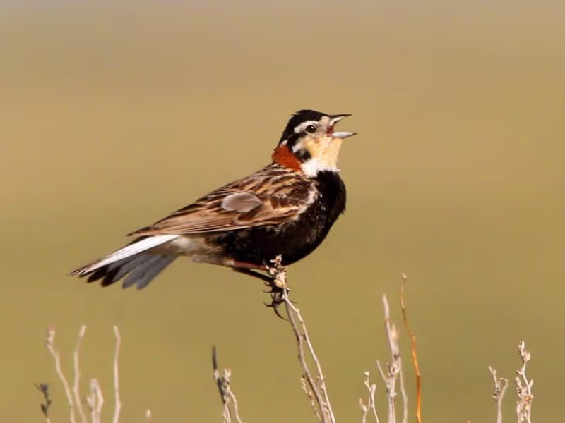 Saskatchewan Private Tour - Chestnut-collared Longspur by Nick Saunders
