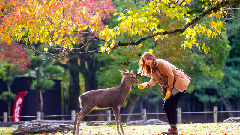 Kyoto Private Tour - deer park-1