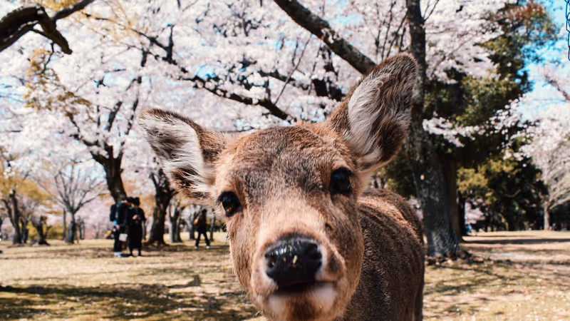 Kyoto Private Tour - 