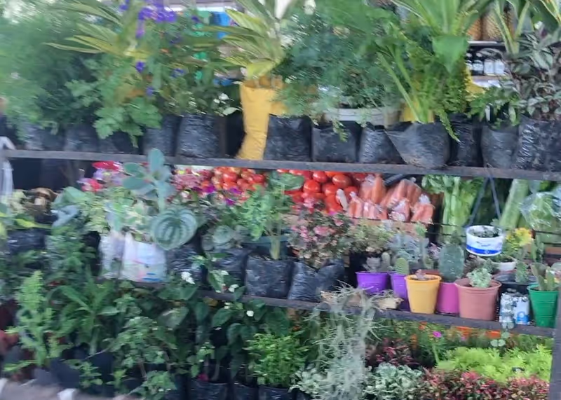 Panama City Private Tour - El Valle Central Market (Produce Section)