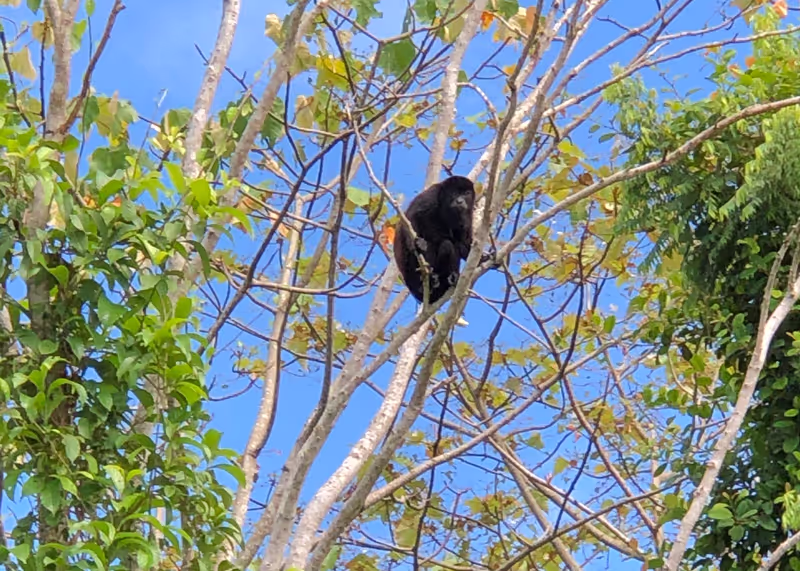 Panama City Private Tour - Howler Monkey