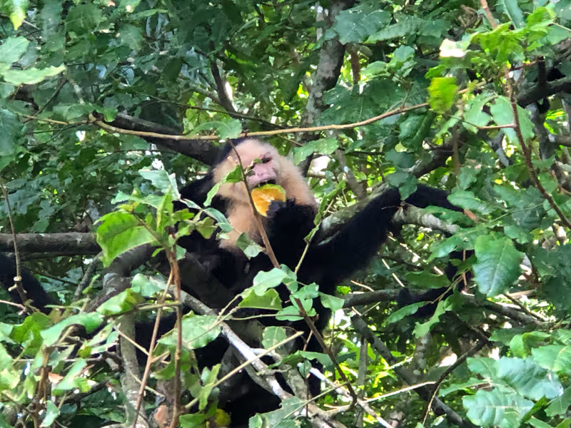 Panama City Private Tour - Capuchin Monkey