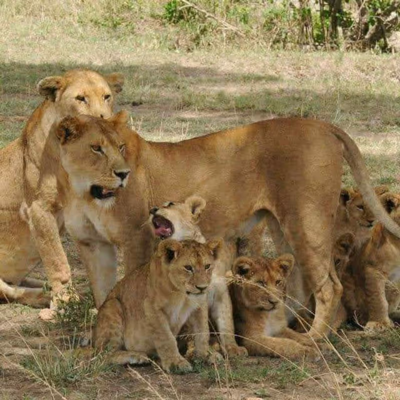 Kilimanjaro Private Tour - 