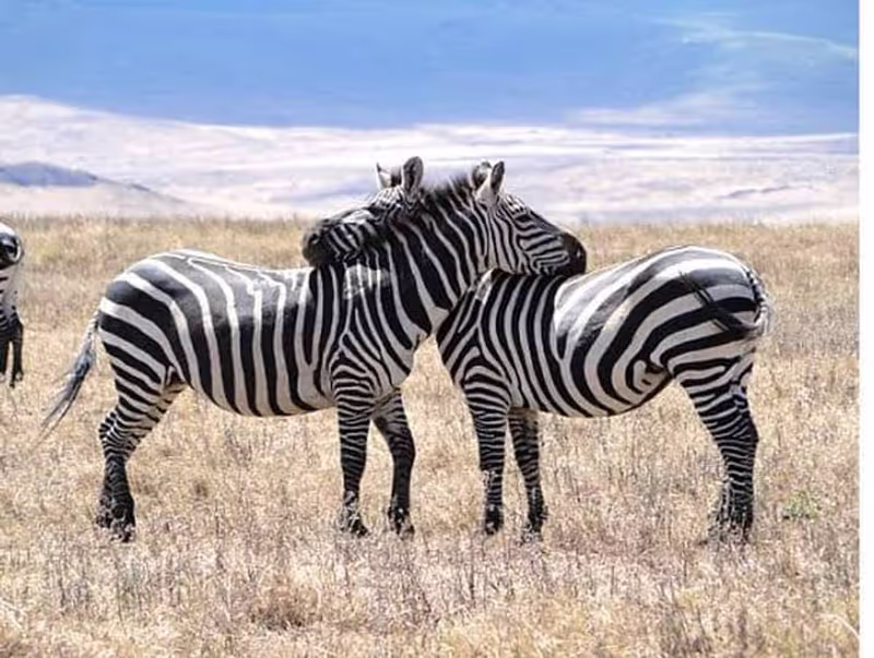 Kilimanjaro Private Tour - 