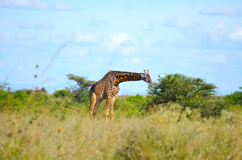 Nairobi Private Tour - giraffe center