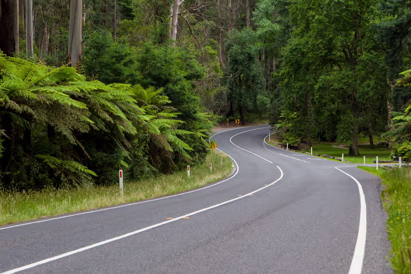 Victoria Private Tour - Rainforest