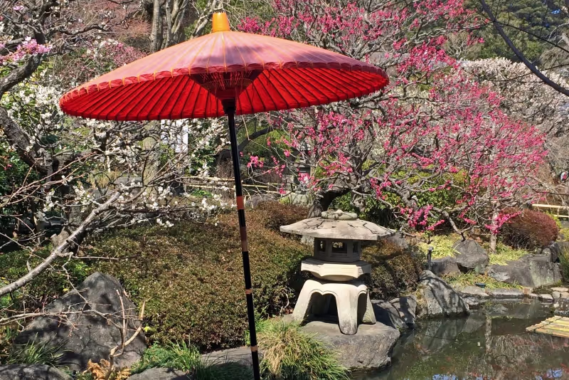 Tokyo Private Tour - Hase's garden in early March.  Plum trees are blooming.  It tells us that spring is just around the corner.