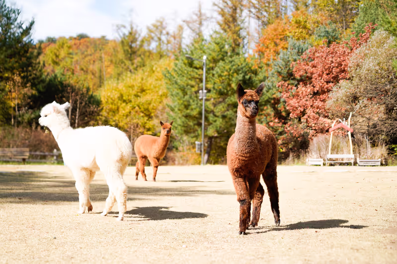 Seoul Private Tour - 