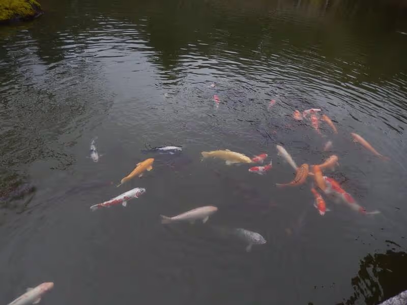 Narita Private Tour - Carp fish in the pond of the Japanese garden