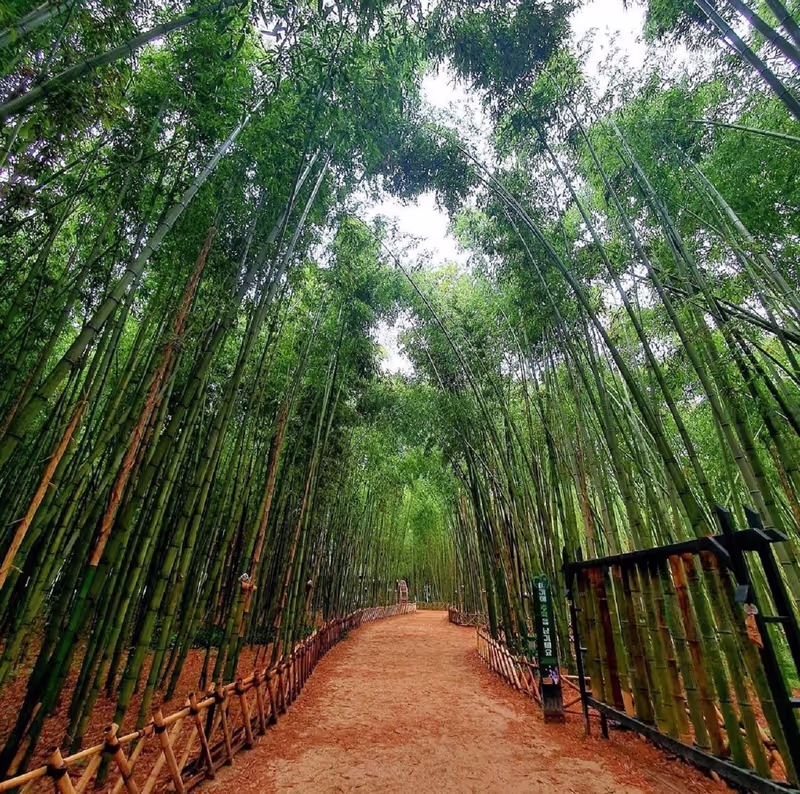 Busan Private Tour - Taehwagang Bamboo Forest