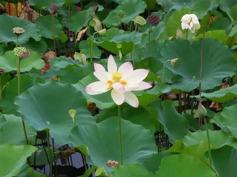 Kyoto Private Tour - Lotus flowers in bloom at Tenryu-ji Temple