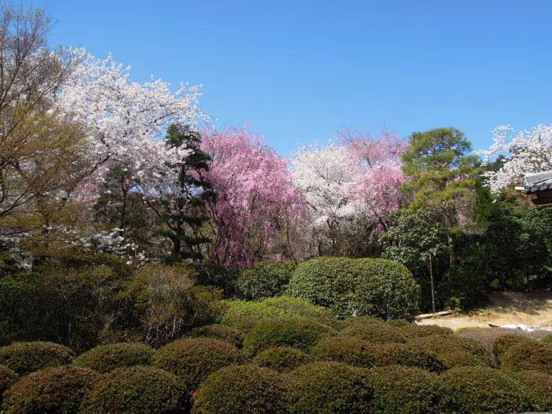 Kyoto Private Tour - At Ryoan-ji Temple, Kitayama
