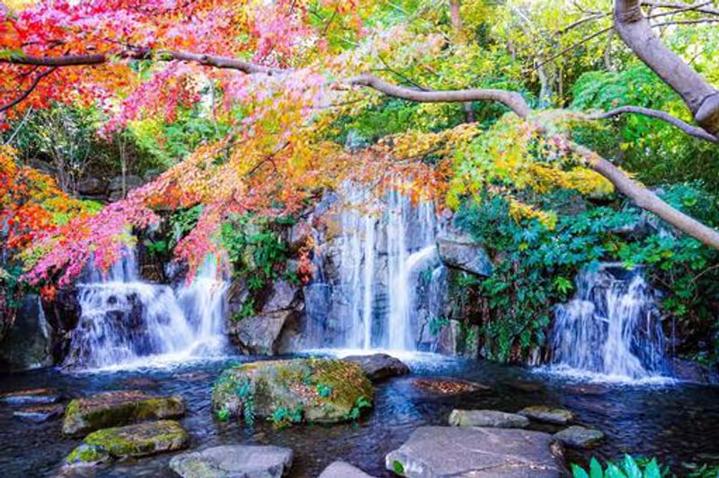 Tokyo Private Tour - Fall of Maple