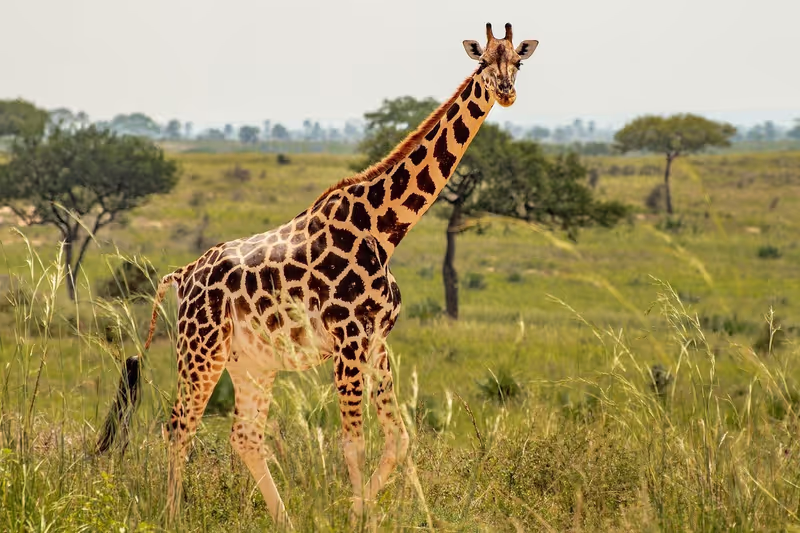 Nairobi Private Tour - 