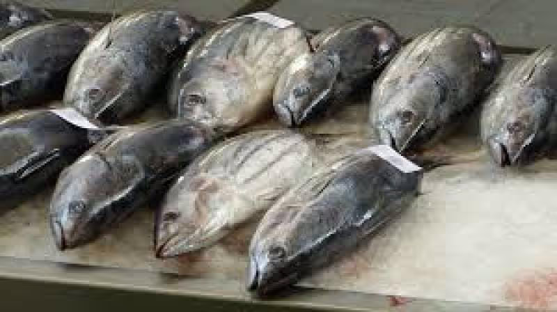 Tokyo Private Tour - Tuskiji Fish Market.