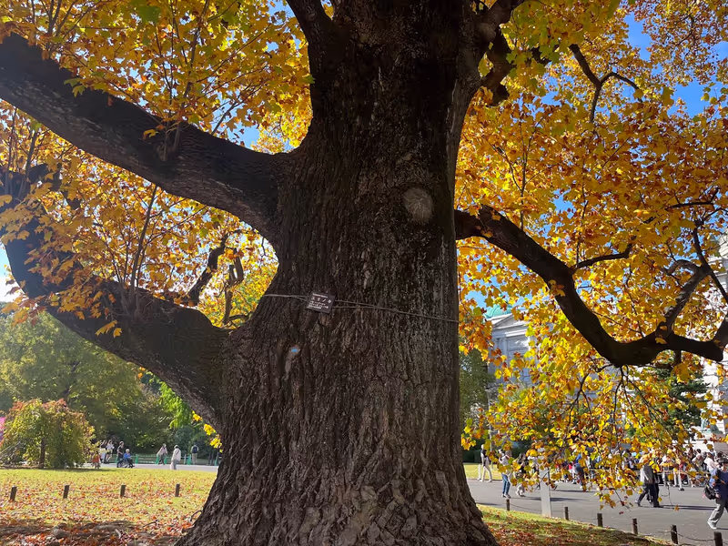 Tokyo Private Tour - Old Camphor Tree