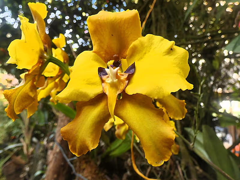 Quito Private Tour - Orchid of Tropical Cloud Forest