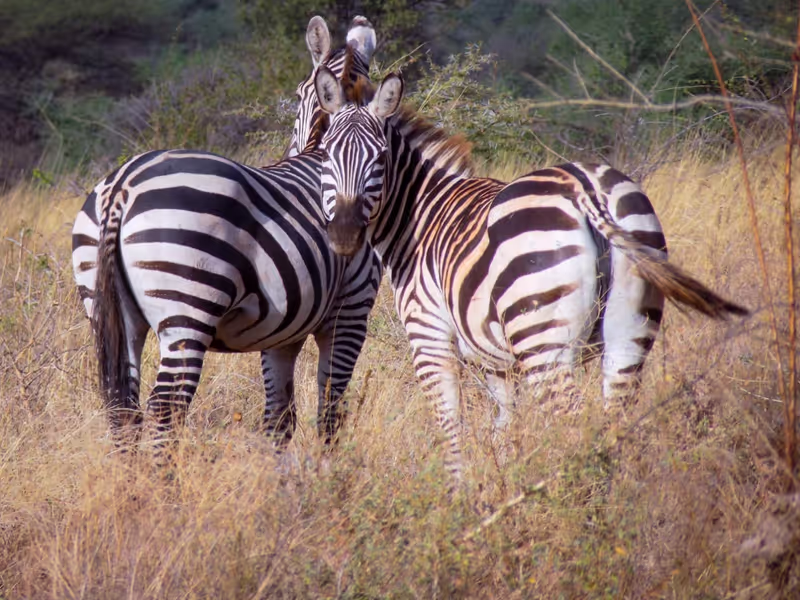 Nairobi Private Tour - Stripes in harmony: Two zebras grazing side by sid