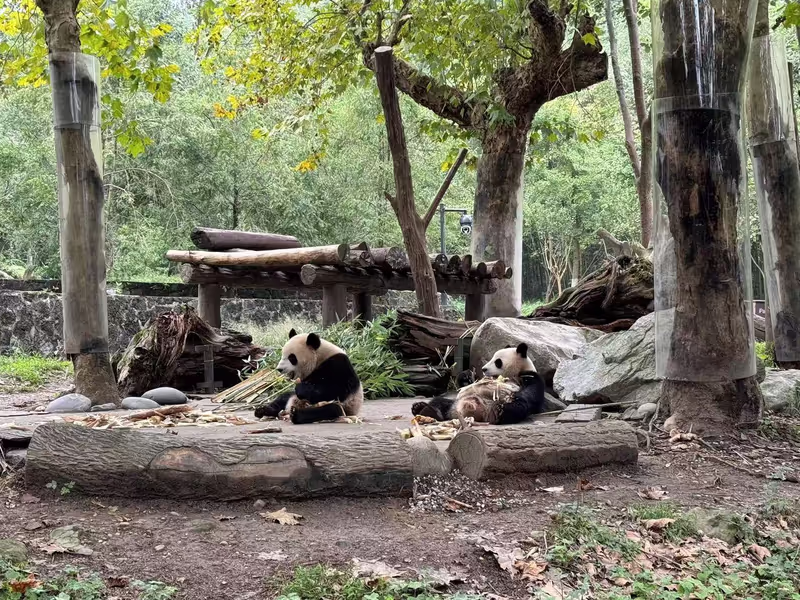 Chengdu Private Tour - 
