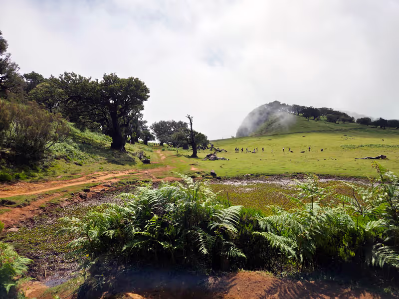 Madeira Private Tour - Fanal