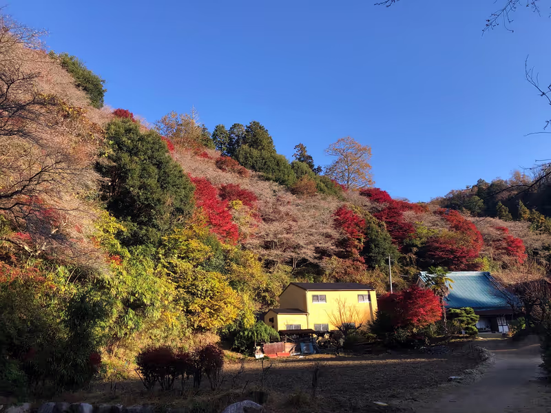 Nagoya Private Tour - Four season sakura