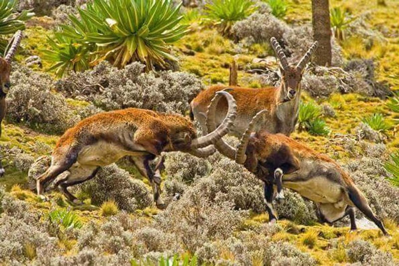 Addis Ababa Private Tour - Walia Ibex