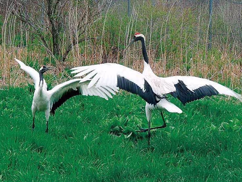 Hokkaido Private Tour - At Tancho Reserve