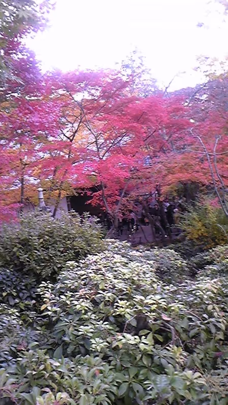 Kyoto Private Tour - This is one of the most beautiful colorful leaves in Japan.
It,s situated at Jyojakukouji temple in west-north Kyoto.
You can also see a panoramic view of Kyoto from top of this temple.
