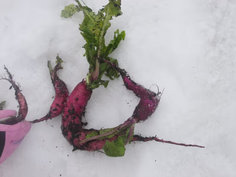 Yamagata Private Tour - Tsunowawa "Kabu" Turnips (Indigenous  Winter Vegetables)