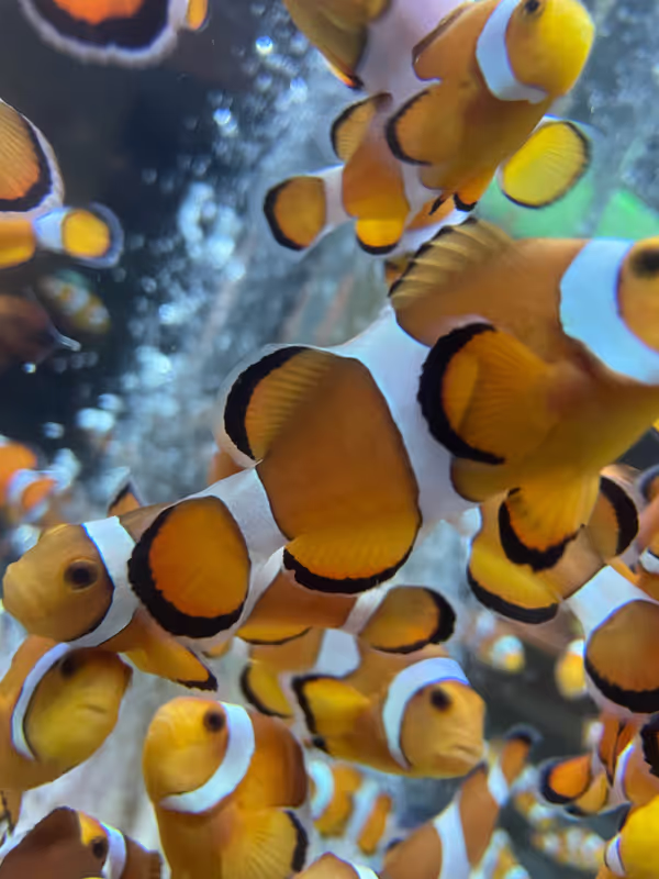 Chiba Private Tour - Clown Fish Aquarium