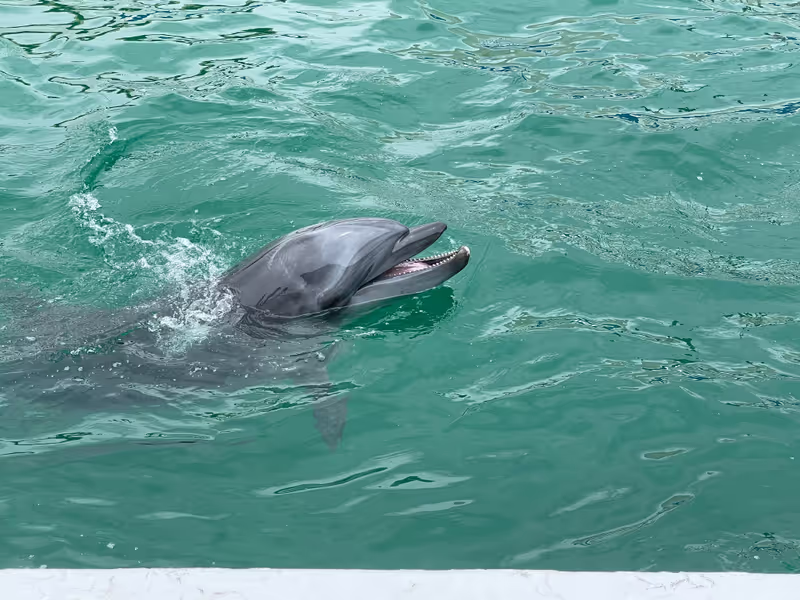 Chiba Private Tour - Dolphin Show