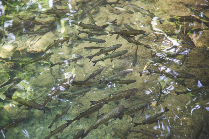 Split Private Tour - Fish in Crystal-Clear, Drinkable Krka river