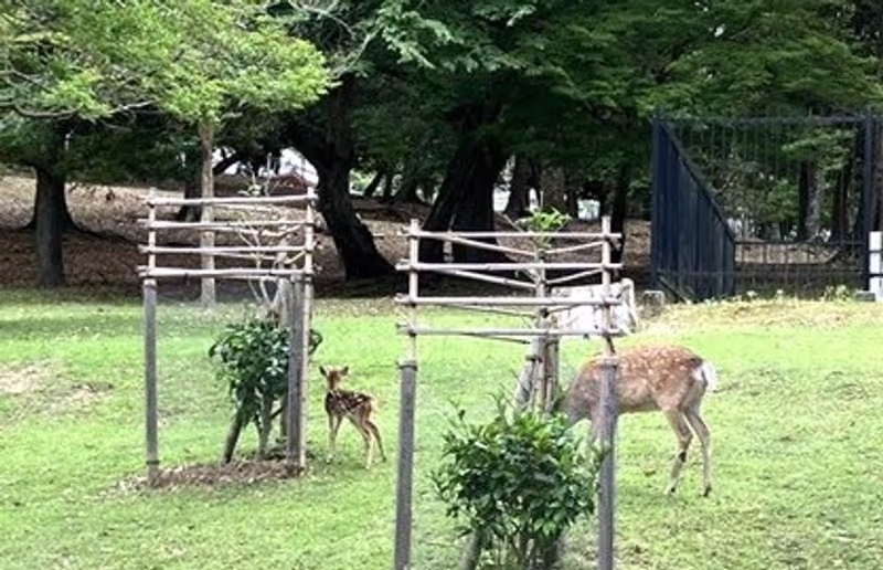 Nara Private Tour - Mother & Baby deer