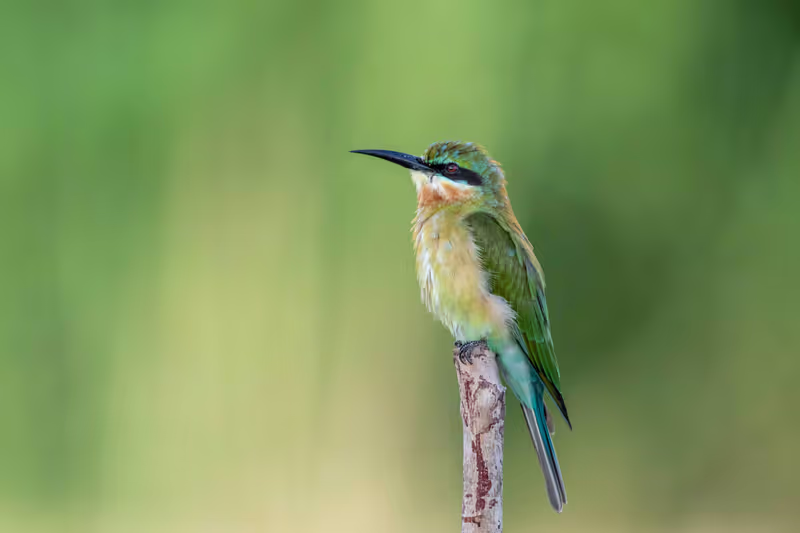 Phuket Private Tour - Blue-tailed bee-eater