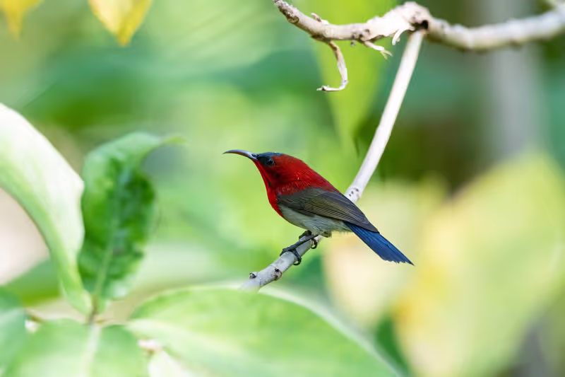 Phuket Private Tour - Crimson Sunbird with beautiful red neck feathers