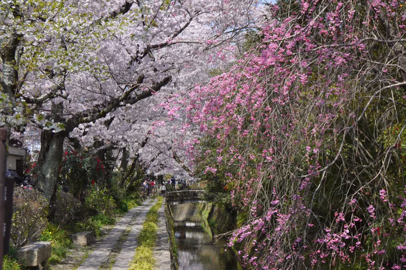 Kyoto Private Tour - Philosopher’s Path