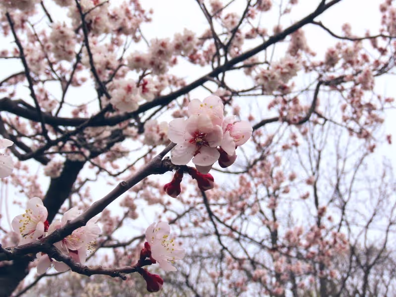 Sapporo Private Tour - Maruyama park