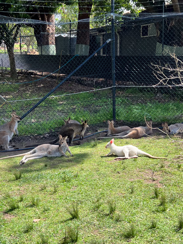 Sydney Private Tour - Symbio Wild Life Park