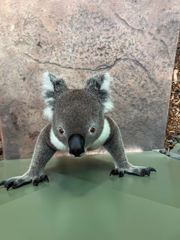 Sydney Private Tour - Symbio Wild Life Park