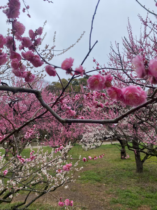 Kagawa Private Tour - 