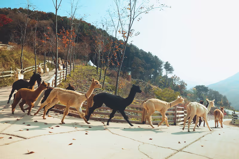 Seoul Private Tour - 