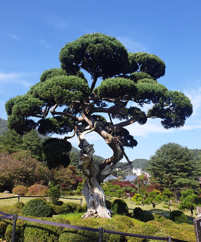 Seoul Private Tour - 1,000 years Juniper tree