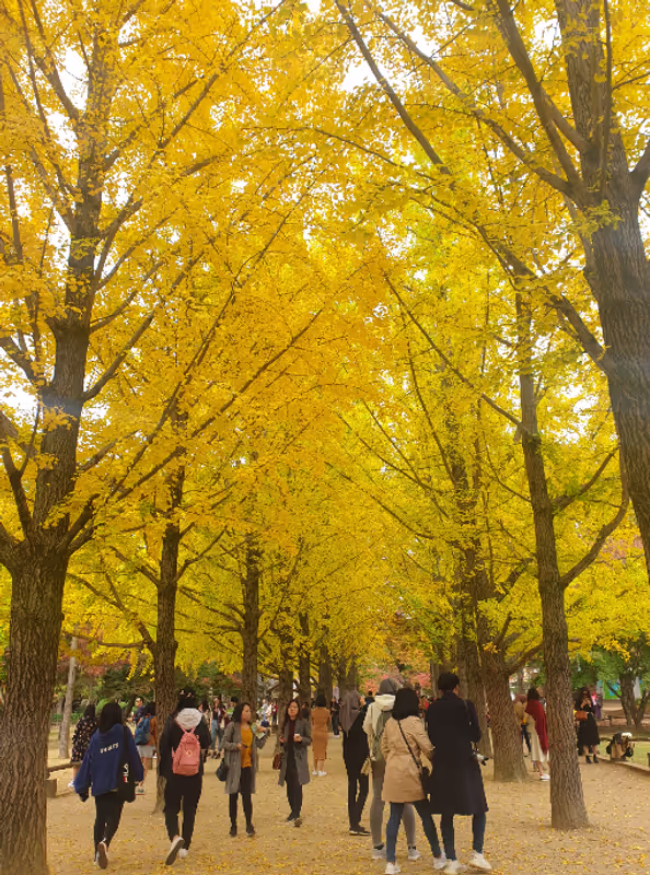 Seoul Private Tour - Ginko tree line Nami island