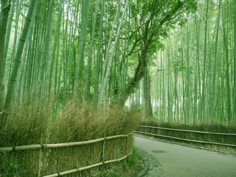 Kyoto Private Tour - Bosque de bambú,