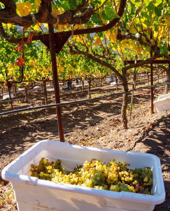 San Francisco Private Tour - Harvest